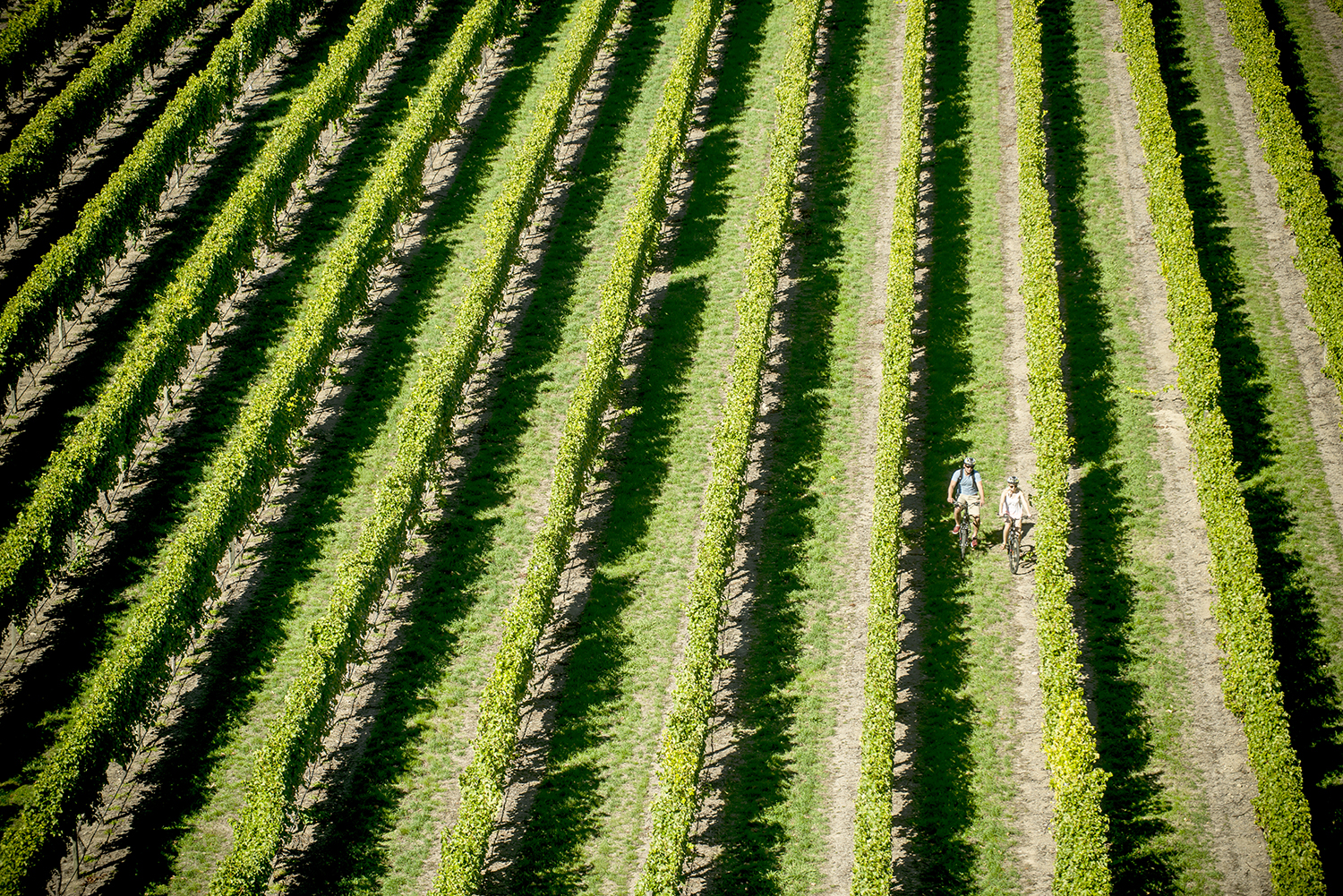 429243-couple-bike-tour-at-brancott-estate (credit MarlboroughNZ) Bike tour around Marlborough's wineries (credit MarlboroughNZ)
